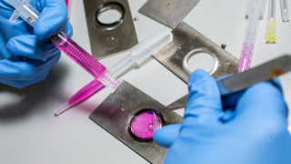 Close up image of a microscope slide, a pink liquid can be seen in the slide. Gloved hands are manipulating the liquid with tools.